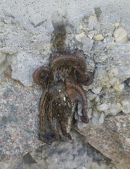 Octopus vulgaris