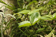 Chloranthus oldhamii