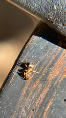 Lasius
