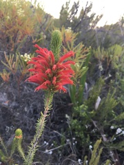 Erica abietina