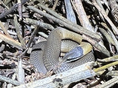 Elapognathus coronatus