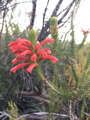 Erica abietina
