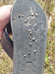 Cenchrus echinatus