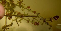 Nitella dregeana
