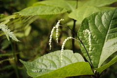 Chloranthus oldhamii