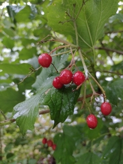 Viburnum opulus