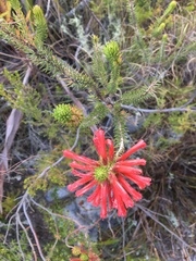 Erica abietina