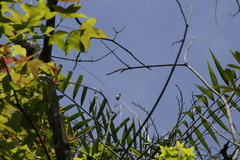 Dicaeum ignipectus formosum