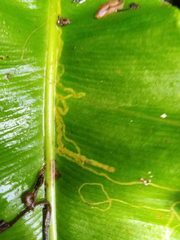 Phytomyza scolopendri