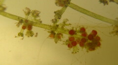 Nitella dregeana