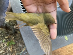 Oporornis agilis