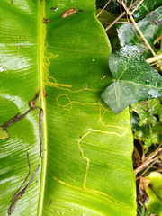 Phytomyza scolopendri