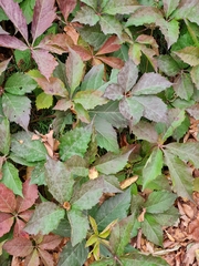 Parthenocissus quinquefolia