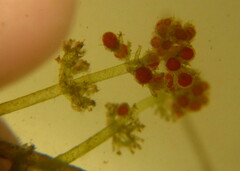 Nitella dregeana