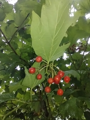 Viburnum opulus