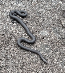 Pseudonaja affinis affinis