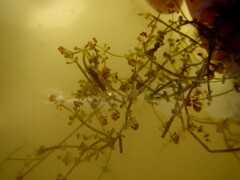 Nitella dregeana