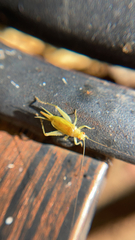 Cyrtoxipha columbiana