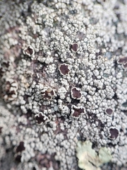 Lecanora pseudistera