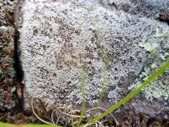 Lecanora pseudistera