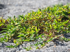 Thuarea involuta