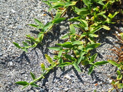 Thuarea involuta