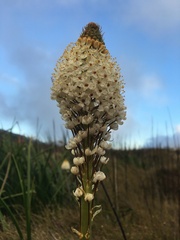 Bulbinella cauda-felis