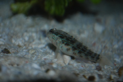 Asterropteryx semipunctata