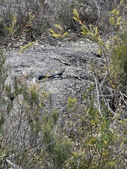 Pseudonaja affinis affinis