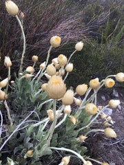 Syncarpha speciosissima