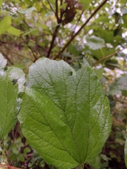 Viburnum opulus