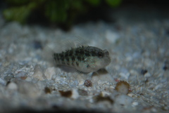 Asterropteryx semipunctata