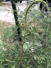 Amaranthus palmeri