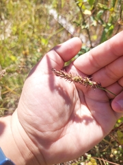 Cenchrus echinatus