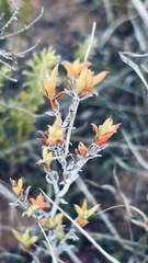 Drosanthemum asperulum