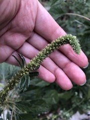 Amaranthus palmeri