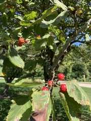 Crataegus mollis