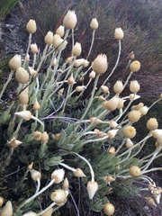 Syncarpha speciosissima