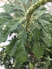 Amaranthus palmeri