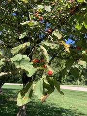 Crataegus mollis