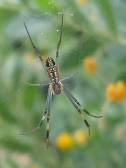 Trichonephila senegalensis