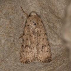 Caradrina clavipalpis