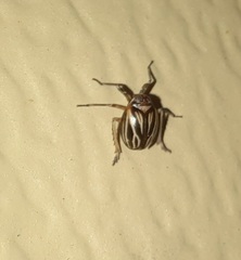 Phylloscelis atra