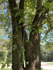 Crataegus mollis