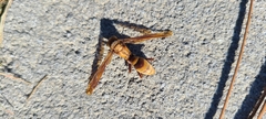 Polistes major major