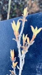 Drosanthemum asperulum