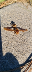 Polistes major major