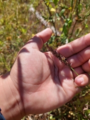 Cenchrus echinatus