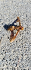Polistes major major