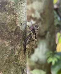 Fulgoridae
